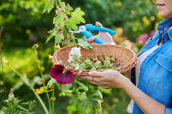 Create a Beautiful Butterfly Garden