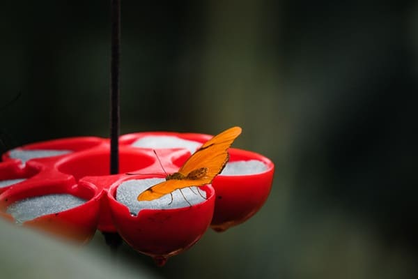 Create a Beautiful Butterfly Garden