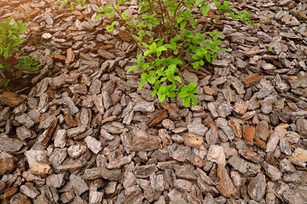Mulching Techniques For Weed Control