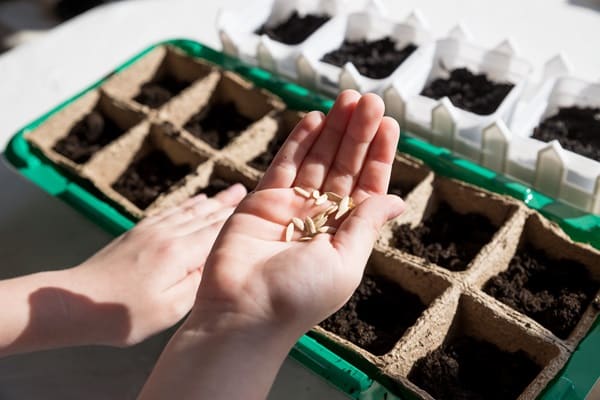 Avoid These Seedling Mistakes!