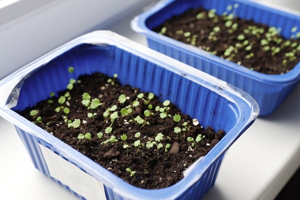 Avoid These Seedling Mistakes!