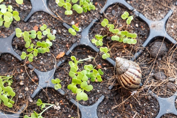 Avoid These Seedling Mistakes!