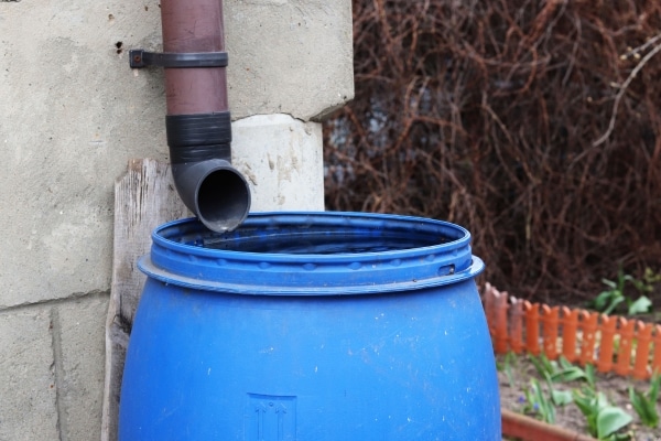Harvest Rainwater for Your Garden