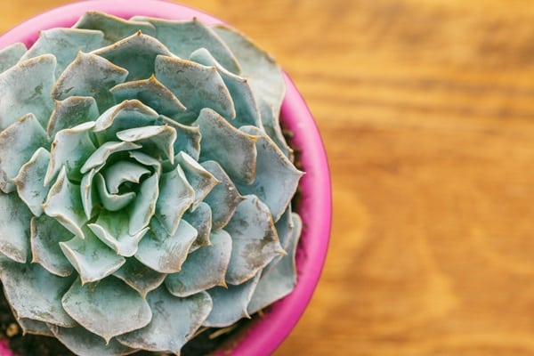 Soil Mixtures for Indoor Plants