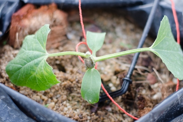 Natural Remedies for Common Garden Diseases