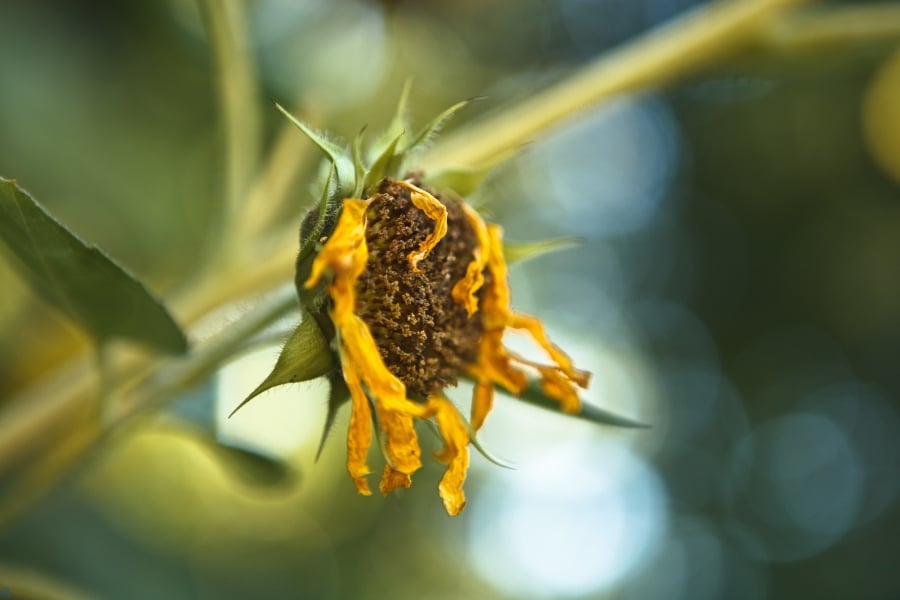 Accidentally Killing Your Plants with This Common Mistake