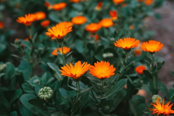 Secrets Every Successful Gardener Knows