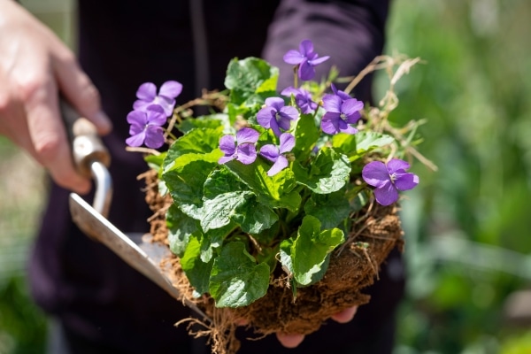 How to Build a Weatherproof Garden