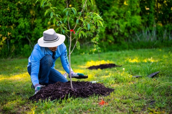 Cinnamon can help your garden thrive