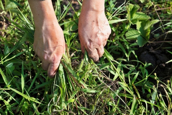 The Worst Weeds You Should Remove Immediately
