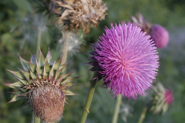 The Worst Weeds You Should Remove Immediately