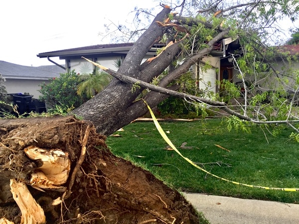 damage of a tree planted too close to a home