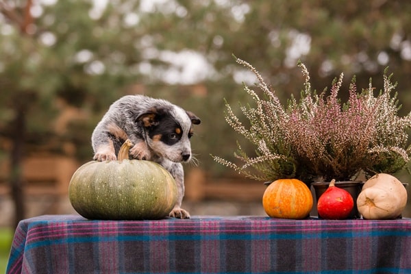 Blue healer puppy outdoors playing on a squash