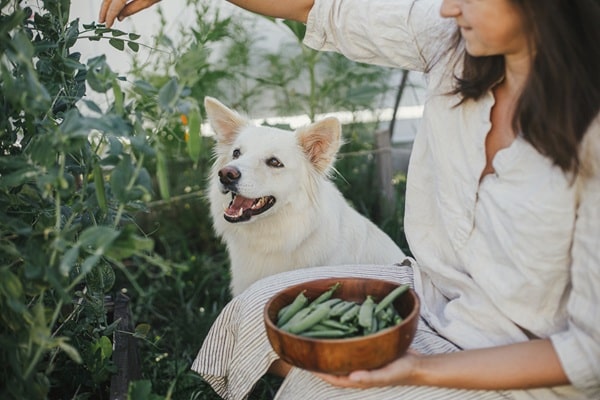 Woman and her cute dog together picking snap peas