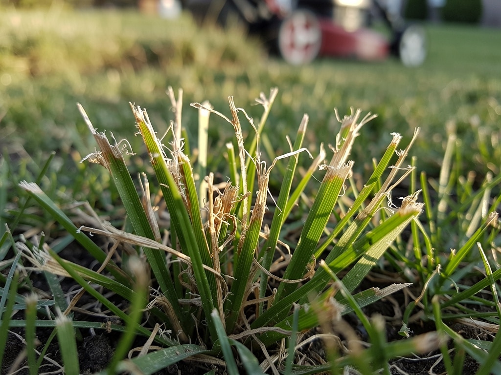 Torn and Ragged Grass Tips Are the Clearest Warning Sign